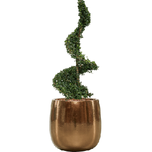 Ilex Crenata in Ceramic Balloon goud.png