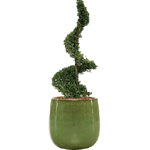 Ilex Crenata in Ceramic Balloon groen.png