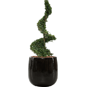 Ilex Crenata in Ceramic Balloon zwart.png