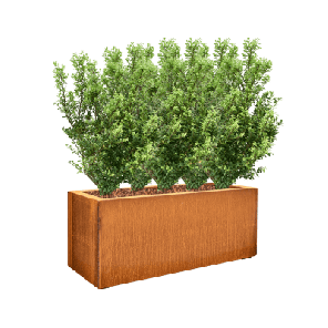 Ilex crenata in Cortensteel.png