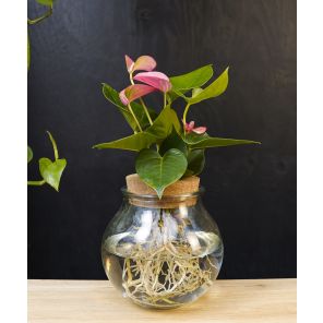 Intenz Bolglas Anthurium roze (2).jpg