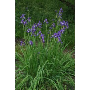 Iris sib. Blue King.jpg