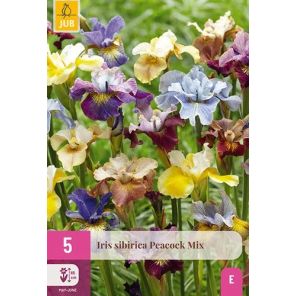 Iris sibirica Peacock Mix.jpg