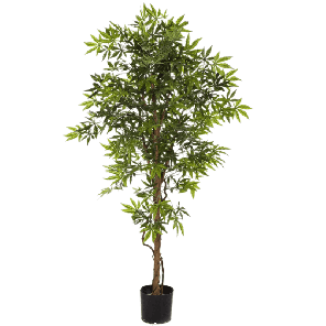 Japanese Maple PNG.png