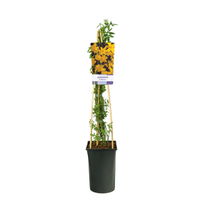 Jasminum nudiflorum 2(2).png