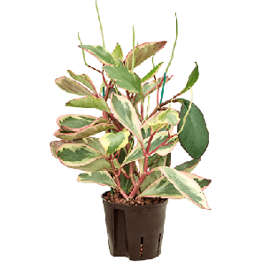 jellie.png