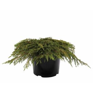 juniperus-communis-green-carpet-40-50-cm_c4ea65.jpg