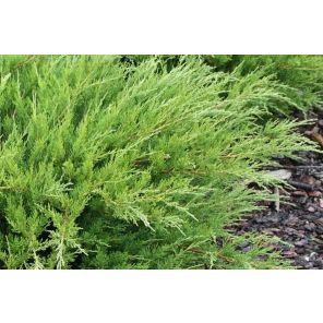 juniperus-pfitzeriana-mint-julep-close_b71650.jpg