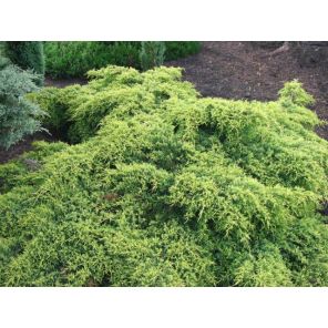 juniperus-pfitzeriana-old-gold.jpg