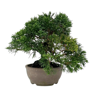 Juniperus chinensis.png