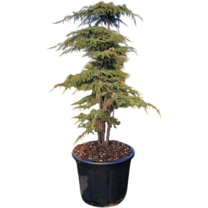 Juniperus communis Green Carpet.png