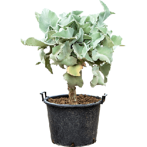 kalanchoe beharensis op stam m.png