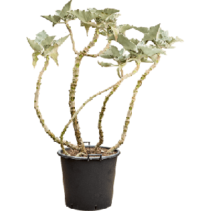 kalanchoe vertakt 2.png