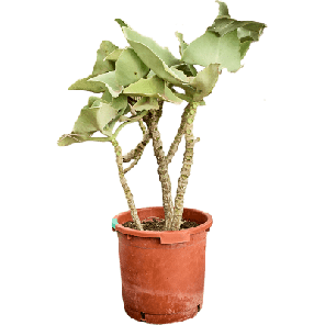 kalanchoe vertakt.png