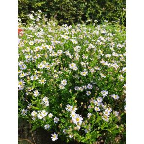 Kalimeris incisa 'Blue Star'.jpg