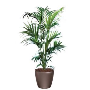 kentia-classico-pot-bruin_0f42c2.jpg