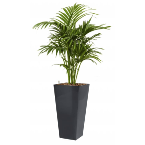 kentia-howea-forsteriana-4kant-antraciet_0151bd.png