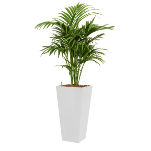 kentia-howea-forsteriana-4kant-wit_661f61.png