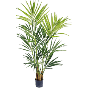 kentia-palm-172-cm_f98277.png