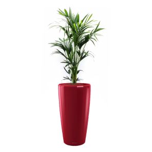 kentia-rondo-pot-rood_daef4b.jpg