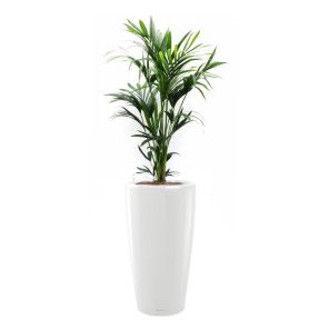 kentia-rondo-pot-wit_f680b0.jpg