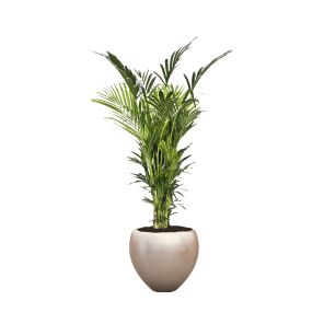 kentia-xxl-pot-chamagne_ff3792.jpg