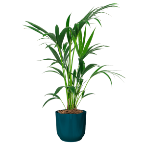 Kentia howea in vibes blauw.png