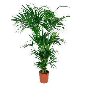 KENTIA HOWEA XXL- WEB.png