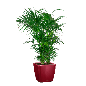 kentia in quadro rOOD.png