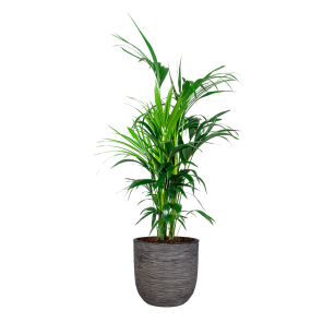 Kentia Palm Large in Capi Rib Urban Egg 35 cm - antraciet.png