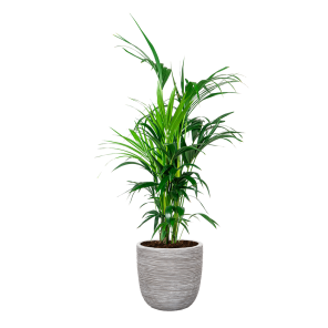 Kentia Palm Large in Capi Rib Urban Egg 35 cm - wit.png