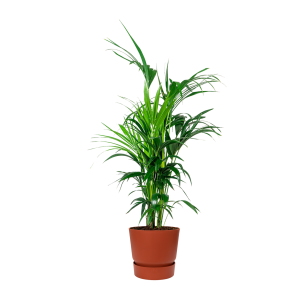 Kentia Palm Large in Elho Greenville 30 cm - bruin.png