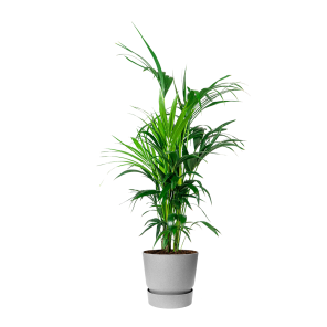 Kentia Palm Large in Elho Greenville 30 cm - grijs.png