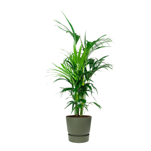 Kentia Palm Large in Elho Greenville 30 cm - groen.png