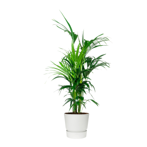 Kentia Palm Large in Elho Greenville 30 cm - wit.png