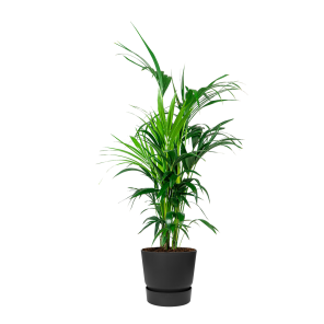 Kentia Palm Large in Elho Greenville 30 cm - zwart.png