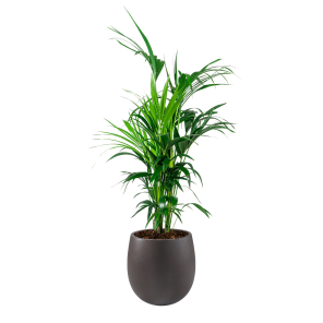 Kentia Palm Large in Luca Lifestyle Balloon S concrete - bruin coffee.png