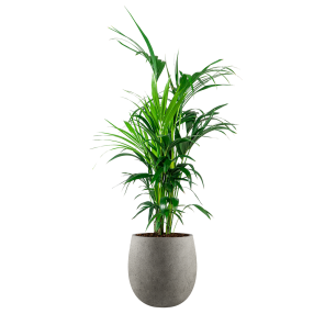 Kentia Palm Large in Luca Lifestyle Balloon S concrete - grijs.png