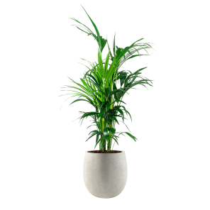Kentia Palm Large in Luca Lifestyle Balloon S concrete - wit.png