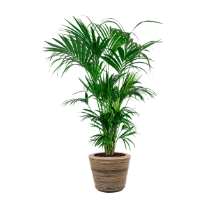 Kentia XXL in Drypot Rattan .png