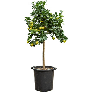 kumquat obovato.png