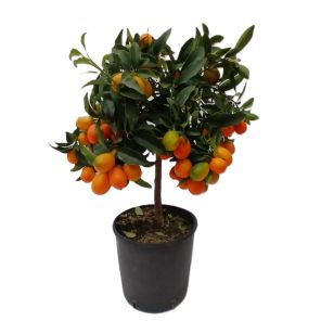 kumquat.jpg