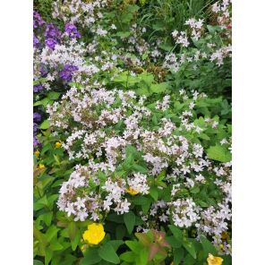 lact. Loddon Anna.jpg