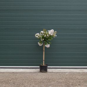 lagerstroemia indica pixie white.jpeg