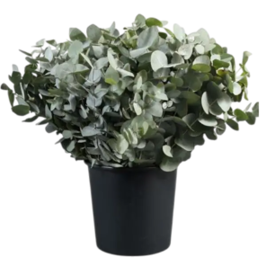 Lange eucalyptus.png