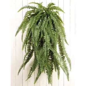 large-fern_84350d.jpg