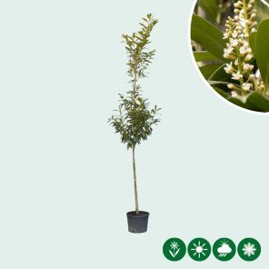 laureirkers 200-300 cm.jpg