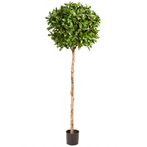 Laurus Nobilis PNG.png