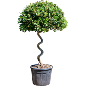 laurus nobilis spiraal.png