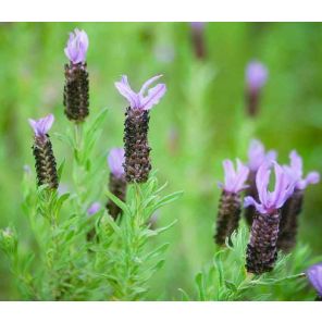 lavandula-stoechas-close_d18411.jpg